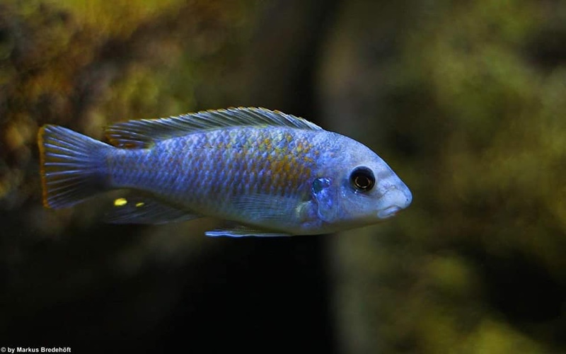 Labeotropheus fuelleborni 'Nakantenga Island'